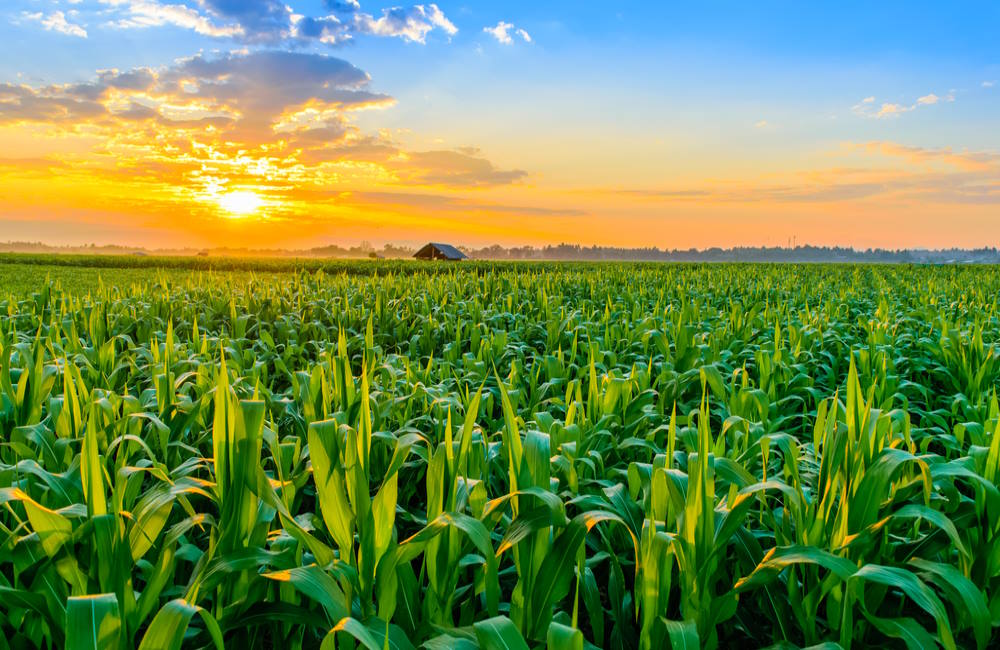 Ukraine, Brazil Exports ay Undermine US Summer Corn Prices