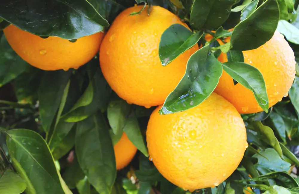 Impact of Tropical Storms on Florida Orange Juice Production