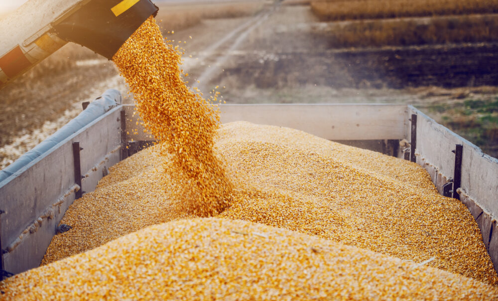 cordier corn futures